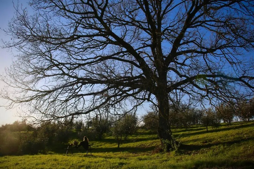 La Casina Della Quercia, Your Tuscan Oak Tree House Osteria Delle Noci فيلة